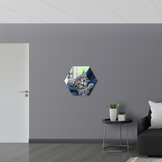 WallClassics - Dibond Hexagone - Chaton gris dans les bras - Photo 70x60,9 cm sur Hexagone (avec système de suspension)