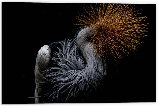 WallClassics - Dibond - Grijze Kroonkraanvogel op Zwarte Achtergrond - 60x40 cm Foto op Aluminium (Wanddecoratie van metaal)