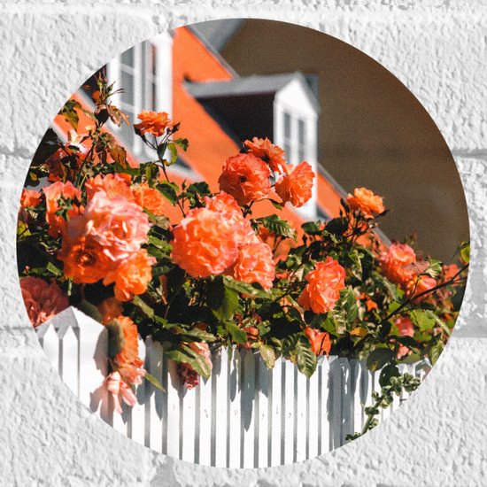 WallClassics - Muursticker Cirkel - Witte Schutting met Roze Tuinrozen - 20x20 cm Foto op Muursticker