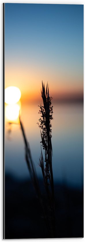 WallClassics - Dibond - Smalle Graantakken met Zonsondergang in Achtergrond - 20x60 cm Foto op Aluminium (Met Ophangsysteem)