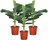 Kamerplanten van Botanicly – 3 × Bananen plant – Hoogte: 25 cm – Musa Tropicana