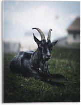 WallClassics - Verre acrylique - Capra Grigia - Photo 30x40 cm sur verre acrylique (avec système de suspension)