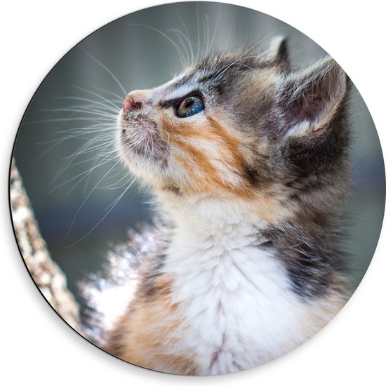 WallClassics - Dibond Muurcirkel - Kitten in Boom - 50x50 cm Foto op Aluminium Muurcirkel (met ophangsysteem)