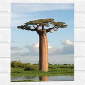 WallClassics - Muursticker - Dikstammige Baobab Boom - 30x40 cm Foto op Muursticker