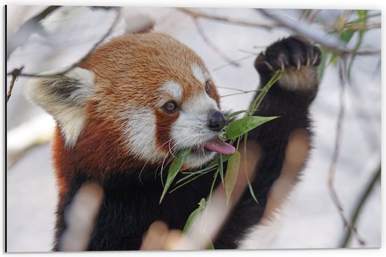 WallClassics - Dibond - Kleine Panda Etend aan Blaadje - 60x40 cm Foto op Aluminium (Wanddecoratie van metaal)