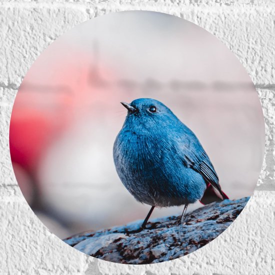 WallClassics - Muursticker Cercle - Klein oiseau Blauw - 20x20 cm Photo sur Muursticker