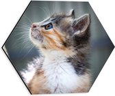 WallClassics - Dibond Hexagon - Kitten in Boom - 30x26.1 cm Foto op Hexagon (Met Ophangsysteem)
