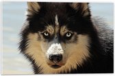 WallClassics - PVC Schuimplaat- Beige Zwarte Husky - 60x40 cm Foto op PVC Schuimplaat