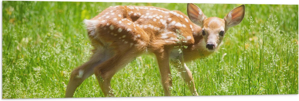Vlag - Baby Hertje in het Gras - Witstaarthert - 120x40 cm Foto op Polyester Vlag