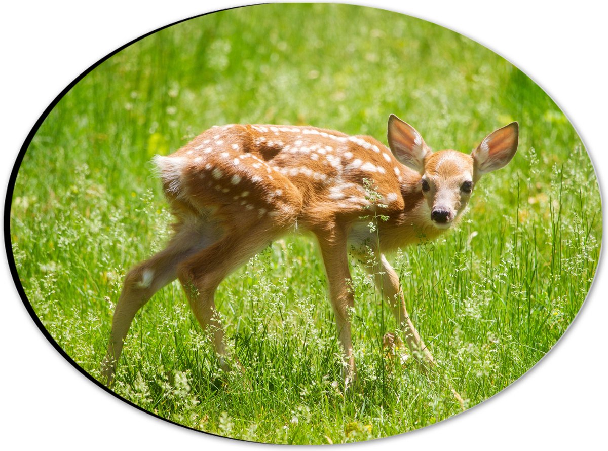 Dibond Ovaal - Baby Hertje in het Gras - Witstaarthert - 28x21 cm Foto op Ovaal (Met Ophangsysteem)