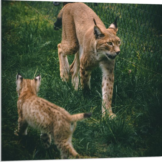 WallClassics - Acrylglas - Baby Lynx met Moeder achter Hek - 80x80 cm Foto op Acrylglas (Wanddecoratie op Acrylaat)