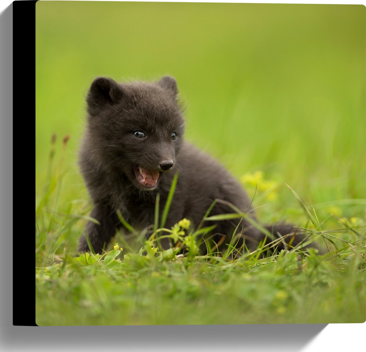 Canvas - Zwarte Baby Vos in het Gras - 30x30 cm Foto op Canvas Schilderij (Wanddecoratie op Canvas)