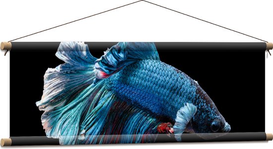 WallClassics - Textielposter - Blauwe Kempvis met Zwarte Achtergrond - 90x30 cm Foto op Textiel