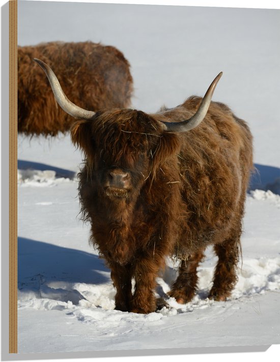 Hout - Schotse Hooglander Koe in de Sneeuw - 60x80 cm - 9 mm dik - Foto op Hout (Met Ophangsysteem)