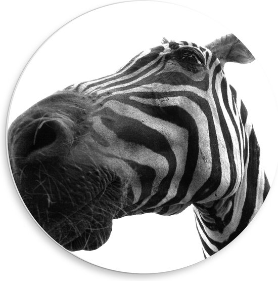 PVC Schuimplaat Muurcirkel - Zebra vanaf Kikkerperspectief - 50x50 cm Foto op Muurcirkel (met ophangsysteem)