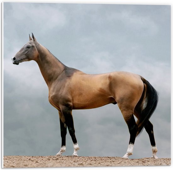 PVC Schuimplaat- Volbloed Akhal-Teke Paard - 50x50 cm Foto op PVC Schuimplaat