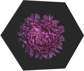 Dibond Hexagon - Volle Grote Paarse Bloem op Zwarte Achtergrond - 70x60.9 cm Foto op Hexagon (Met Ophangsysteem)