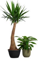 PLNTS - Elephantipes Yucca - Kamerplant - Kweekpot 35 cm - Hoogte 160 cm