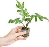 PLNTS - Baby Alocasia Brancifolia Pink Passion - Kamerplant - Kweekpot 5 cm - Hoogte 12 cm