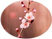 PVC Schuimplaat Ovaal - Tak met Roze Sakura Bloemen - 40x30 cm Foto op Ovaal (Met Ophangsysteem)