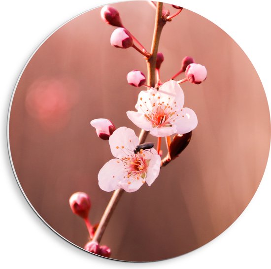PVC Schuimplaat Muurcirkel - Tak met Roze Sakura Bloemen - 40x40 cm Foto op Muurcirkel (met ophangsysteem)