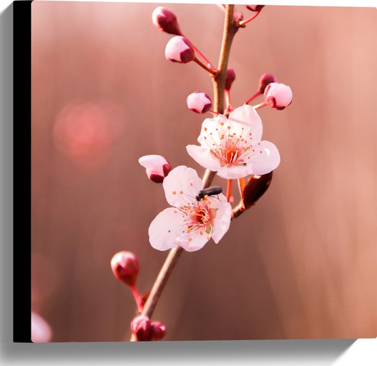 Canvas - Tak met Roze Sakura Bloemen - 40x40 cm Foto op Canvas Schilderij (Wanddecoratie op Canvas)