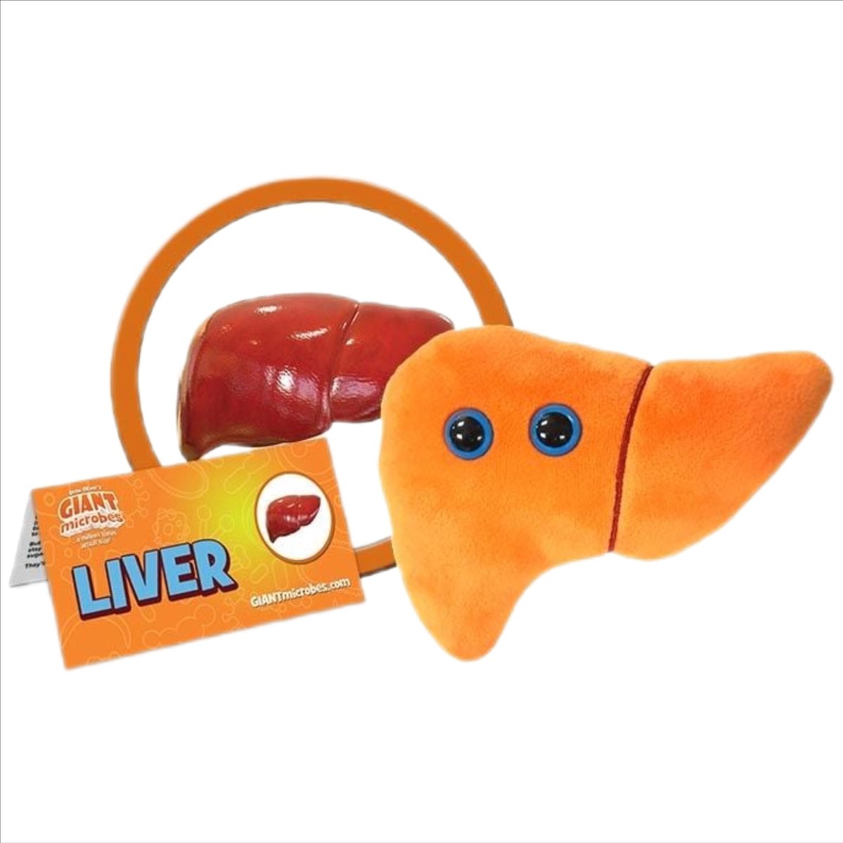 Liver