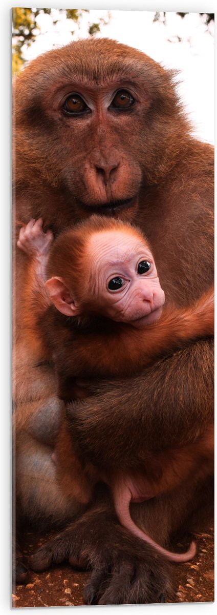 Acrylglas - Bange Baby Aap Hangend in Armen van Moeder Aap - 30x90 cm Foto op Acrylglas (Met Ophangsysteem)