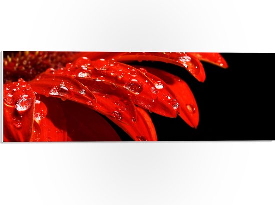 PVC Schuimplaat- Druppels op Rand van Bladeren van Rode Bloem - 60x20 cm Foto op PVC Schuimplaat