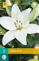 Lilium kent - 2pcs - Bulbes de fleurs - JUB Holland
