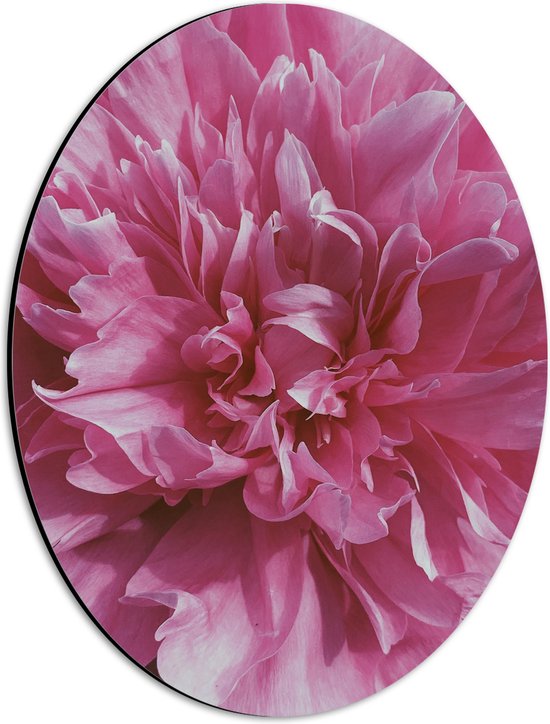 Dibond Ovaal - Open Roze Gevulde Bloem - 30x40 cm Foto op Ovaal (Met Ophangsysteem)