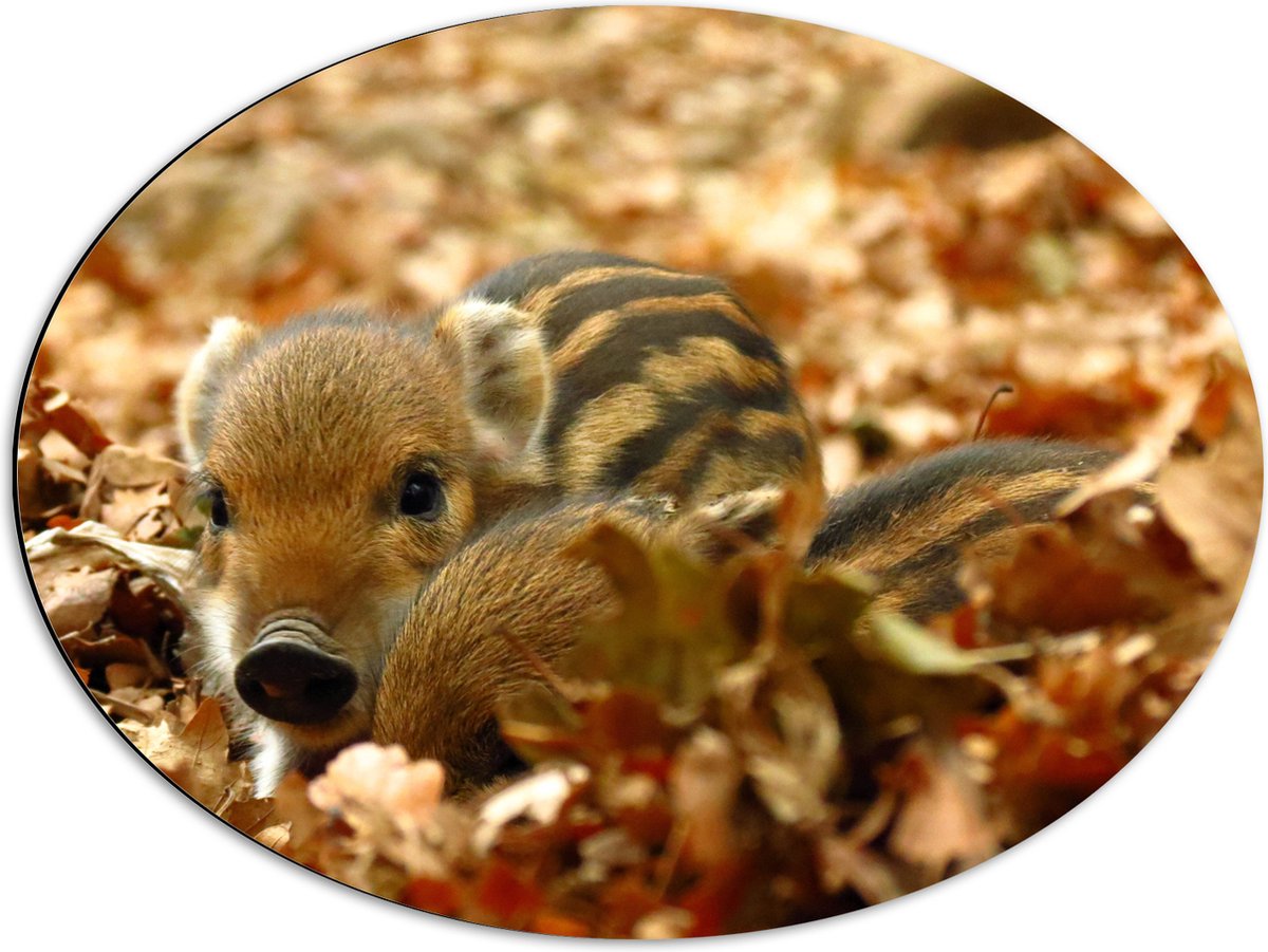 Dibond Ovaal - Wild Baby Zweintje in Herfstig Bos - 68x51 cm Foto op Ovaal (Met Ophangsysteem)