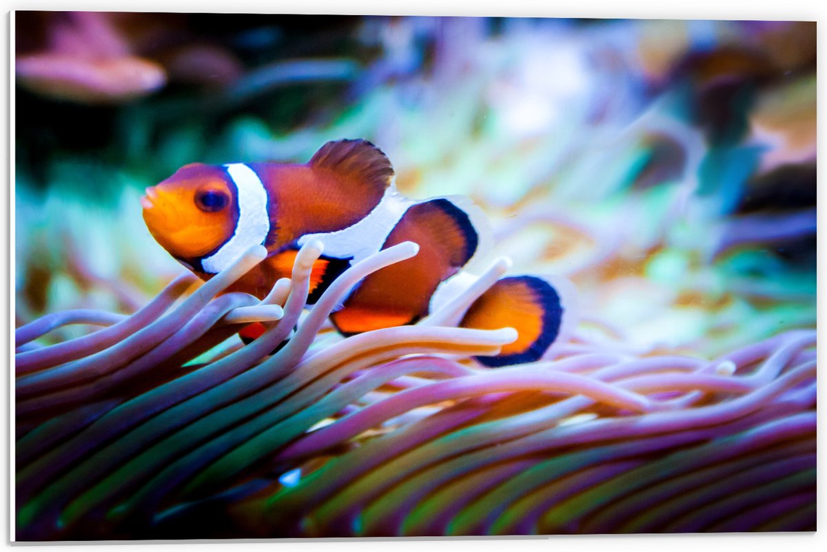PVC Schuimplaat- Clownvis in een Aquarium - 60x40 cm Foto op PVC Schuimplaat