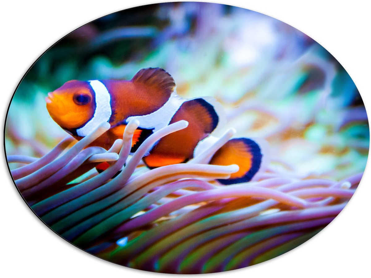 Dibond Ovaal - Clownvis in een Aquarium - 68x51 cm Foto op Ovaal (Met Ophangsysteem)