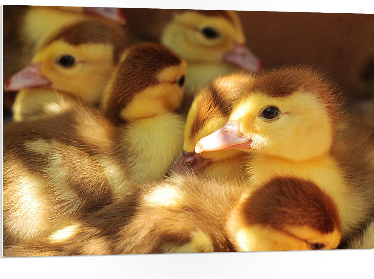 PVC Schuimplaat - Baby Eendjes - 105x70 cm Foto op PVC Schuimplaat (Met Ophangsysteem)