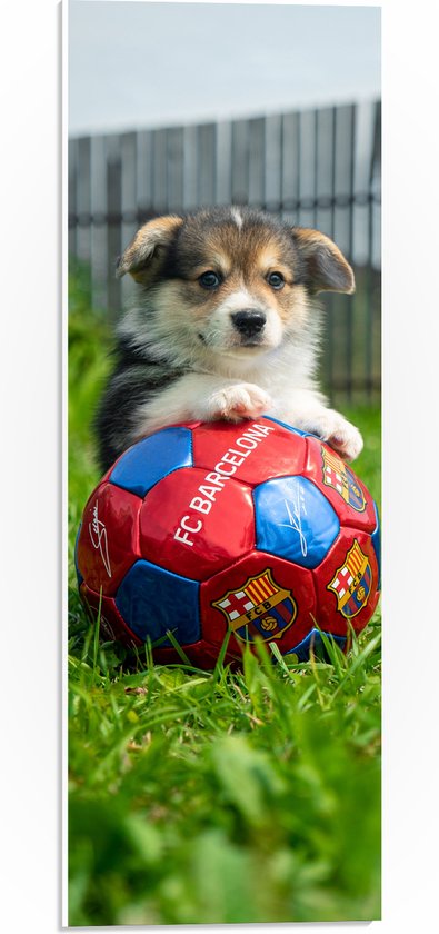 WallClassics - PVC Schuimplaat- Hondje Speelt met een Voetbal - 20x60 cm Foto op PVC Schuimplaat
