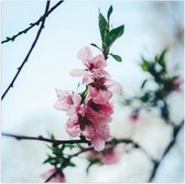 WallClassics - Poster Glanzend – Tak met Roze Bloementjes - 80x80 cm Foto op Posterpapier met Glanzende Afwerking