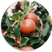 WallClassics - Dibond Muurcirkel - Appels in de Boom - 50x50 cm Foto op Aluminium Muurcirkel (met ophangsysteem)