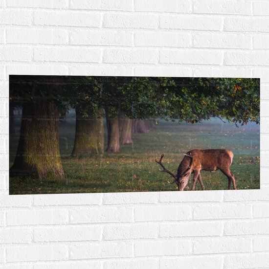 WallClassics - Muursticker - Grazend Hert bij Bosrand - 100x50 cm Foto op Muursticker