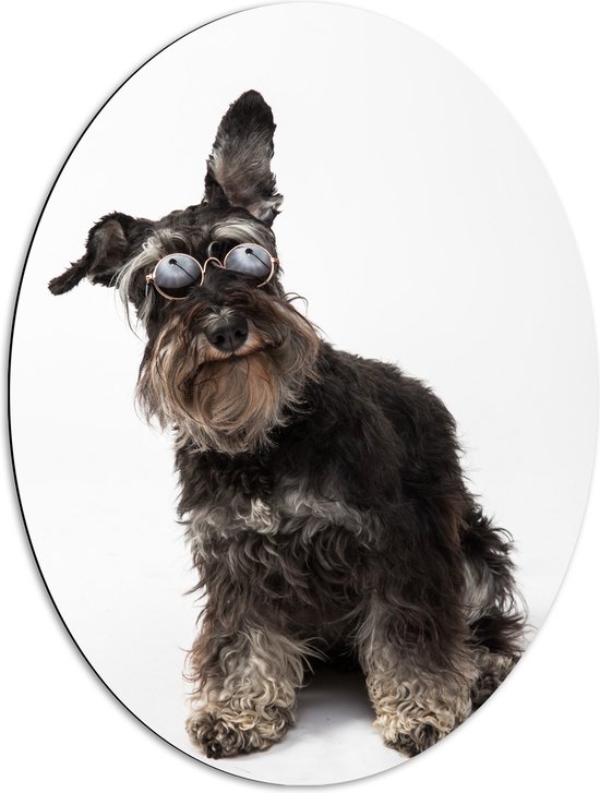 WallClassics - Dibond Ovaal - Stoere Hond met een Zonnebril - 60x80 cm Foto op Ovaal (Met Ophangsysteem)