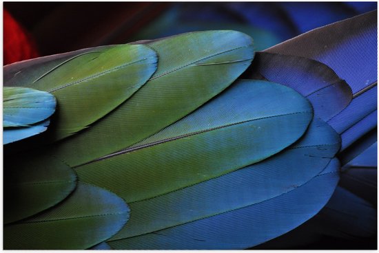 WallClassics - Poster (Mat) - Veren van een Gekleurde Papegaai - 75x50