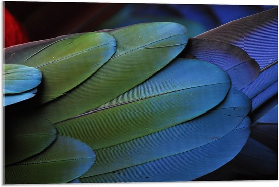 WallClassics - Acrylglas - Veren van een Gekleurde Papegaai - 75x50 cm Foto op Acrylglas (Met Ophangsysteem)
