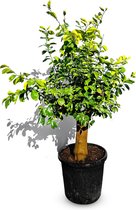 Sunnytree - Arbre - Tilleul - CITRUS LATIFOLIA - Plante d'agrumes - Arbre fruitier - 180 centimètres XXL