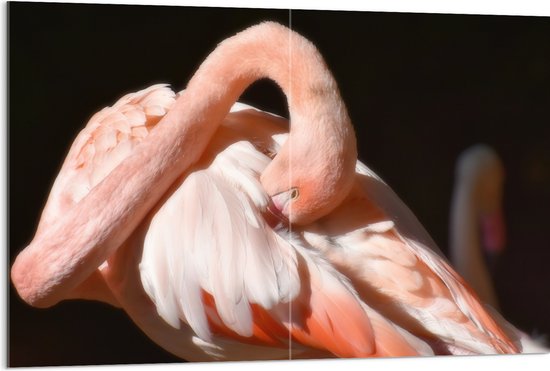 WallClassics - Acrylglas - Flamingo verstopt z'n Kop - 120x80 cm Foto op Acrylglas (Wanddecoratie op Acrylaat)