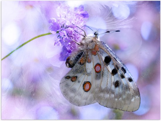 WallClassics - Poster (Matte) - Ailes de Papillon Translucides - 40x30 cm Photo sur Papier Poster à l'Aspect Mat