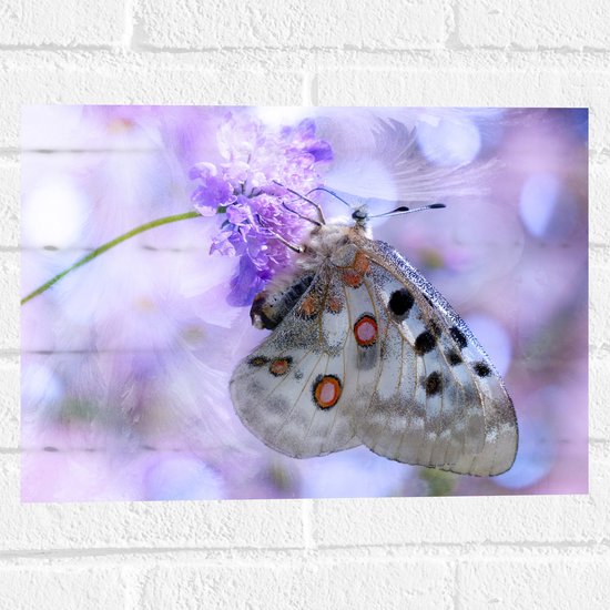 WallClassics - Muursticker - Doorzichtige Vleugels van Vlinder - 40x30 cm Foto op Muursticker