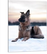 WallClassics - Dibond - Berger dans la neige - Photo sur aluminium 75x100 cm (Décoration murale en métal)