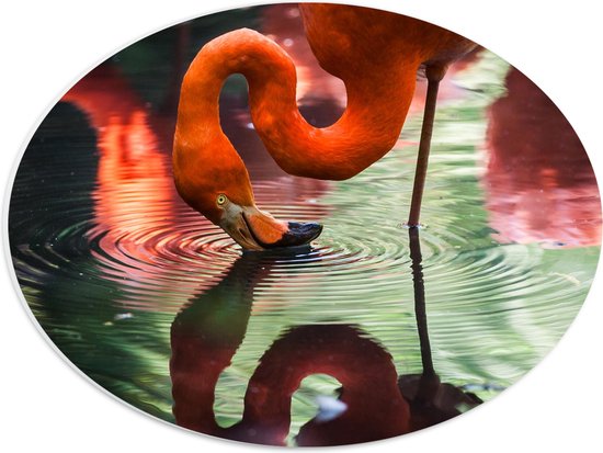WallClassics - PVC Schuimplaat Ovaal - Flamingo met Kop in het Water - 40x30 cm Foto op Ovaal (Met Ophangsysteem)