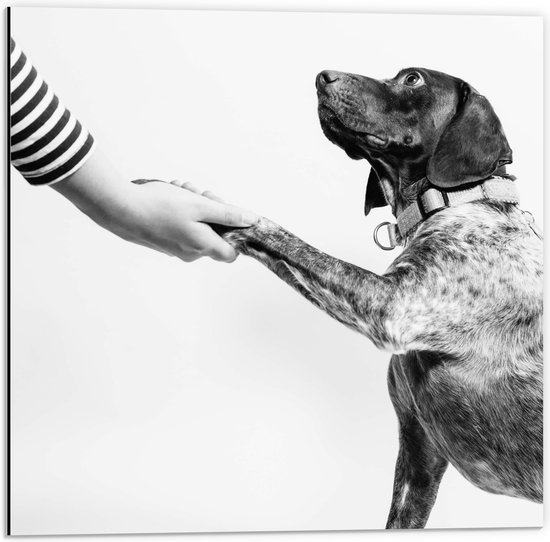WallClassics - Dibond - Hond Geeft Poot Zwart - Wit - 50x50 cm Foto op Aluminium (Met Ophangsysteem)