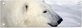 Tuinposter – Blije IJsbeer in de Sneeuw - 60x20 cm Foto op Tuinposter (wanddecoratie voor buiten en binnen)